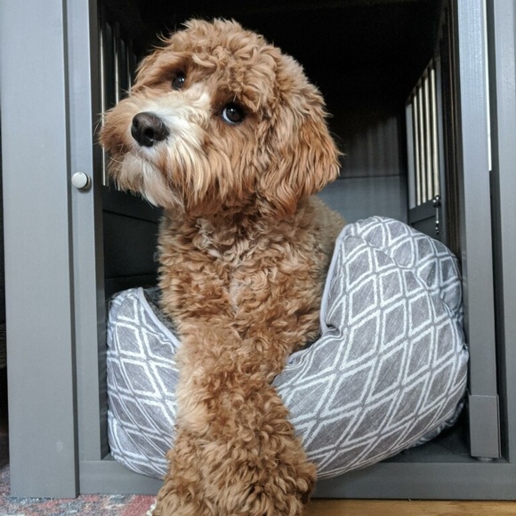 Meet your Posher, Tara - Picture 1 of 1